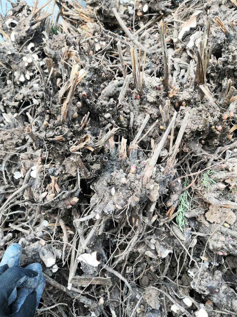 新鲜圆颗白芍芽、大货批发一手货源价格优。