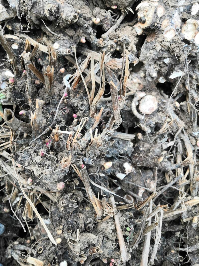 新鲜圆颗白芍芽、大货批发一手货源价格优。