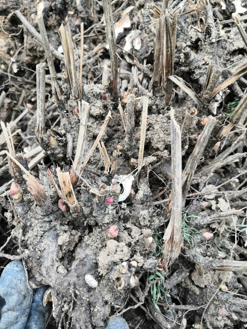新鲜圆颗白芍芽、大货批发一手货源价格优。