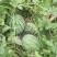 8424西瓜大棚种植