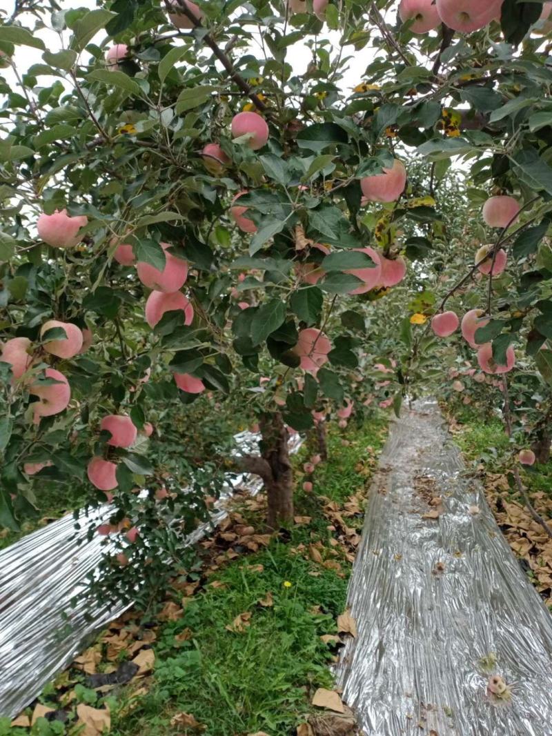 万荣高村苹果纸十膜富士苹果工厂货电商苹果地摊果产地批发