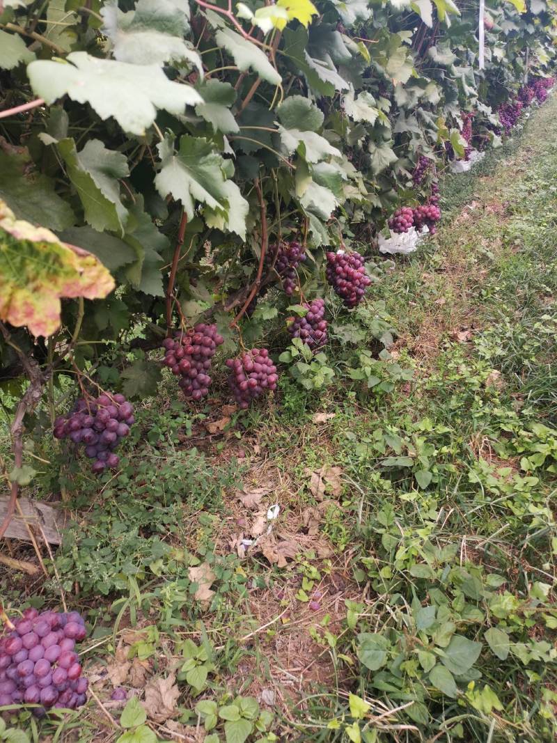 优质葡萄防雨棚红提葡萄