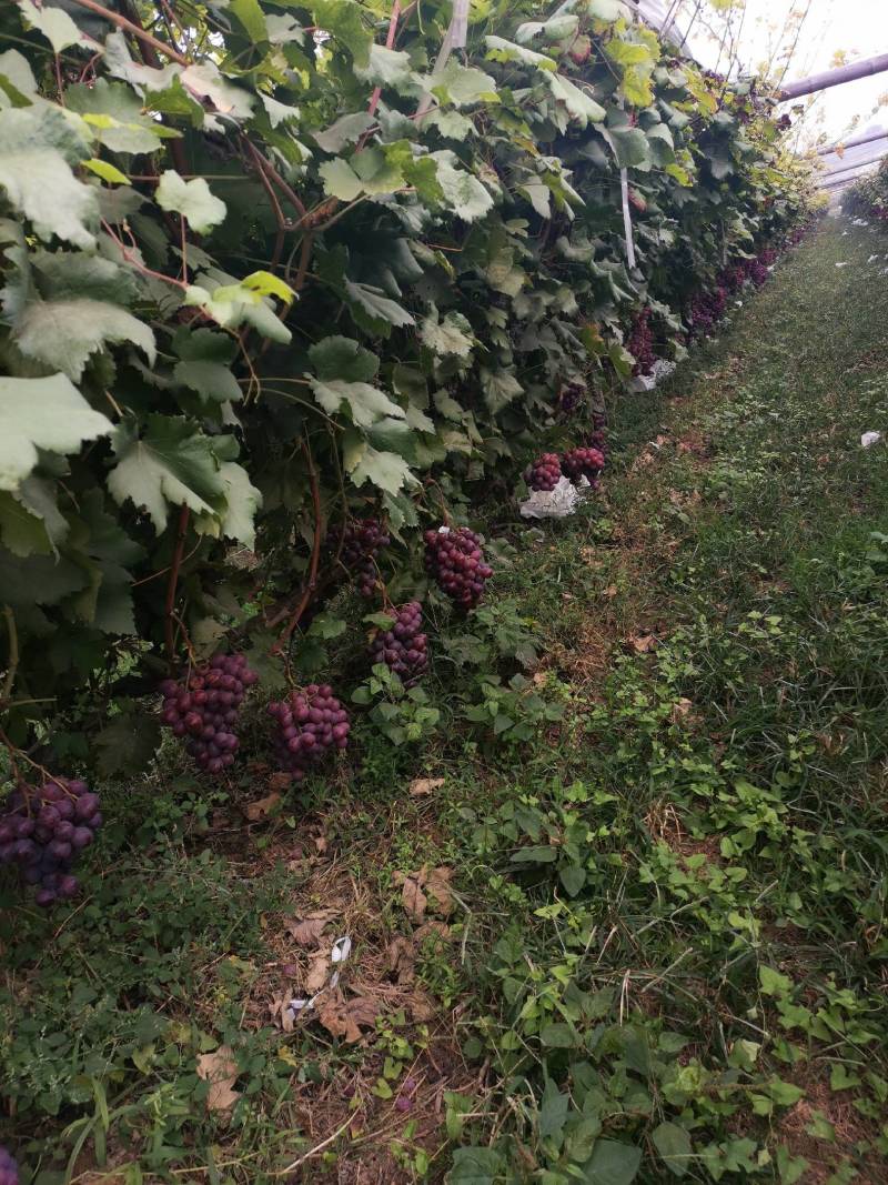 优质葡萄防雨棚红提葡萄