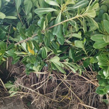 老兵苗圃自产自销栀子花苗