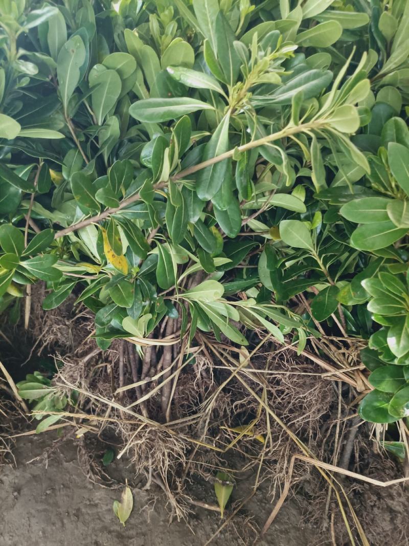 老兵苗圃自产自销栀子花苗