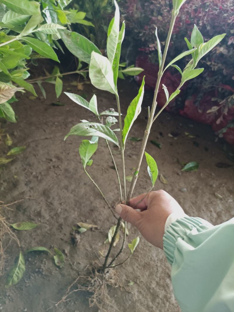 老兵苗圃自产自销栀子花苗