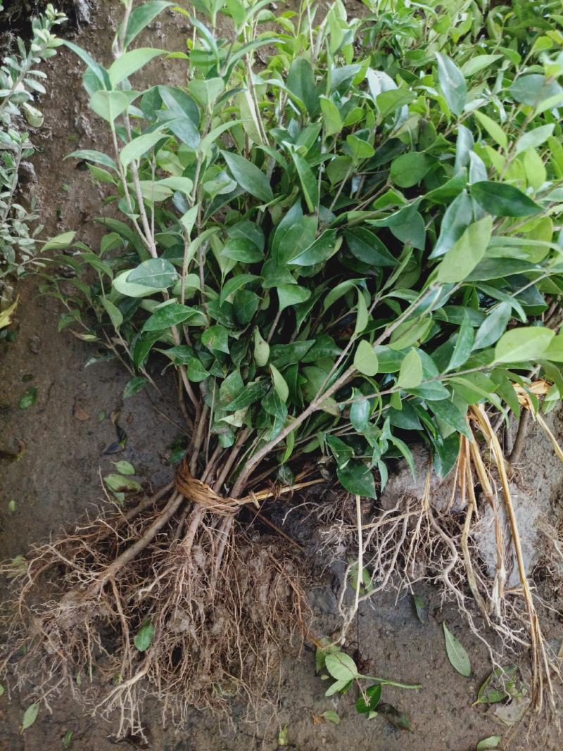 老兵苗圃自产自销栀子花苗