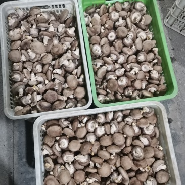 食用菌鲜货鲜香菇白面菇一级菇