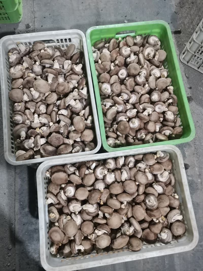 食用菌鲜货鲜香菇白面菇一级菇