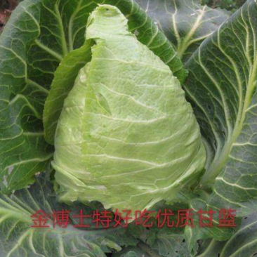 金博士甘蓝种籽颜色绿特别好看品质特好