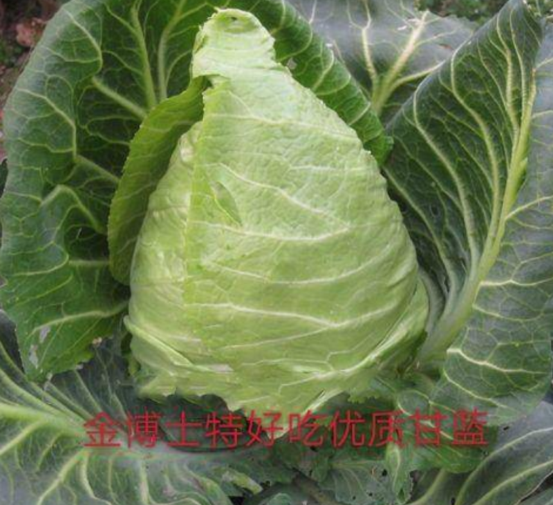金博士甘蓝种籽颜色绿特别好看品质特好