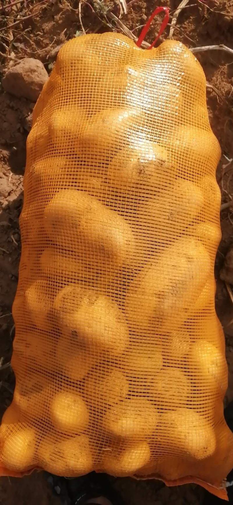 土豆，各种各样新鲜土豆