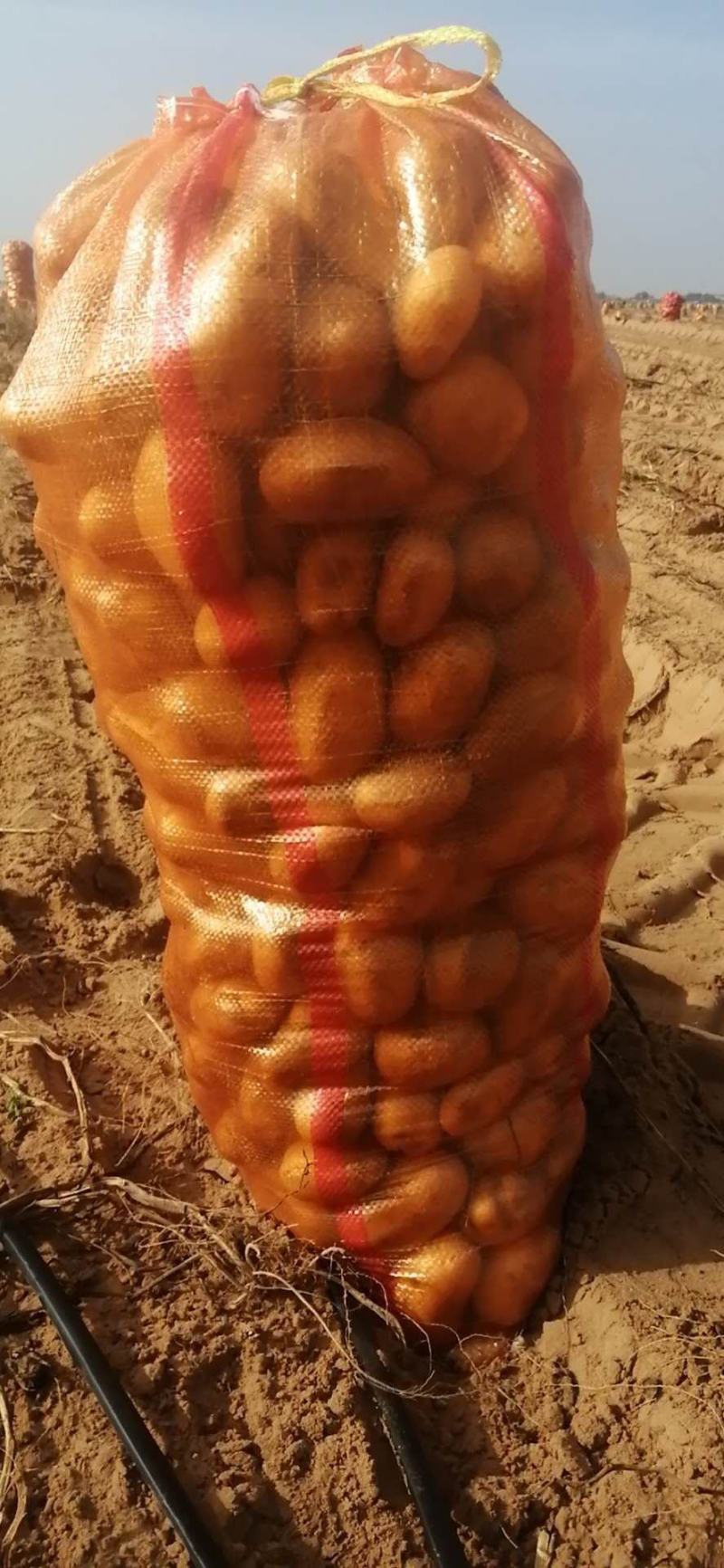 土豆，各种各样新鲜土豆