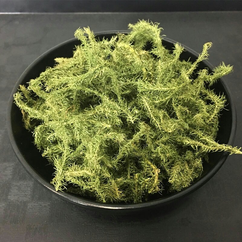 伸筋草中药材舒筋草野生石松狮子尾草包邮