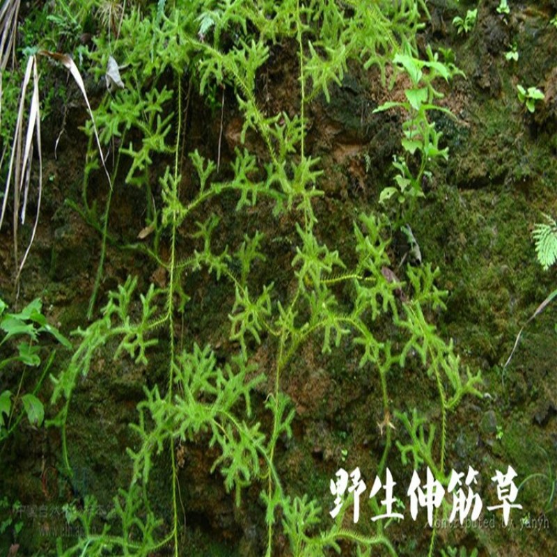 伸筋草中药材舒筋草野生石松狮子尾草包邮