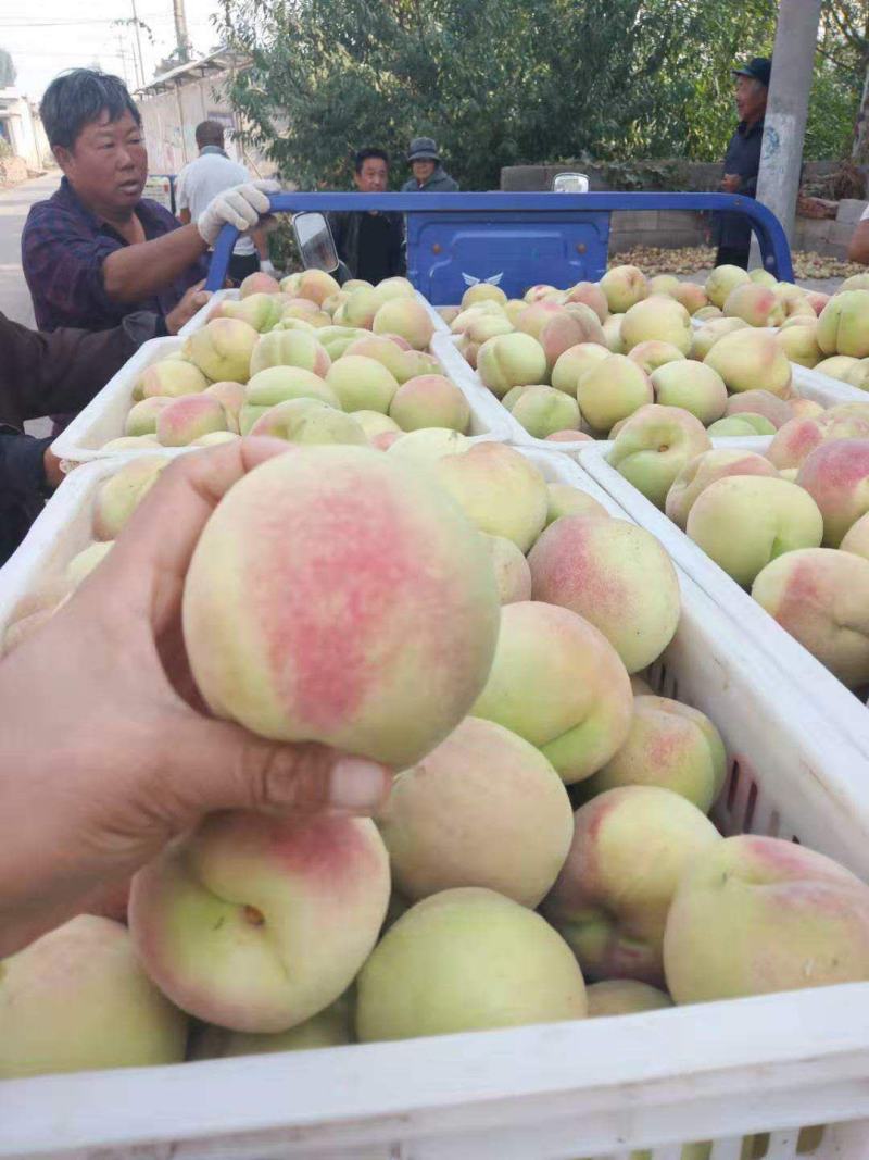 山东省临沂中秋蜜桃大量上市，颜色红，个头大，货源充足，，