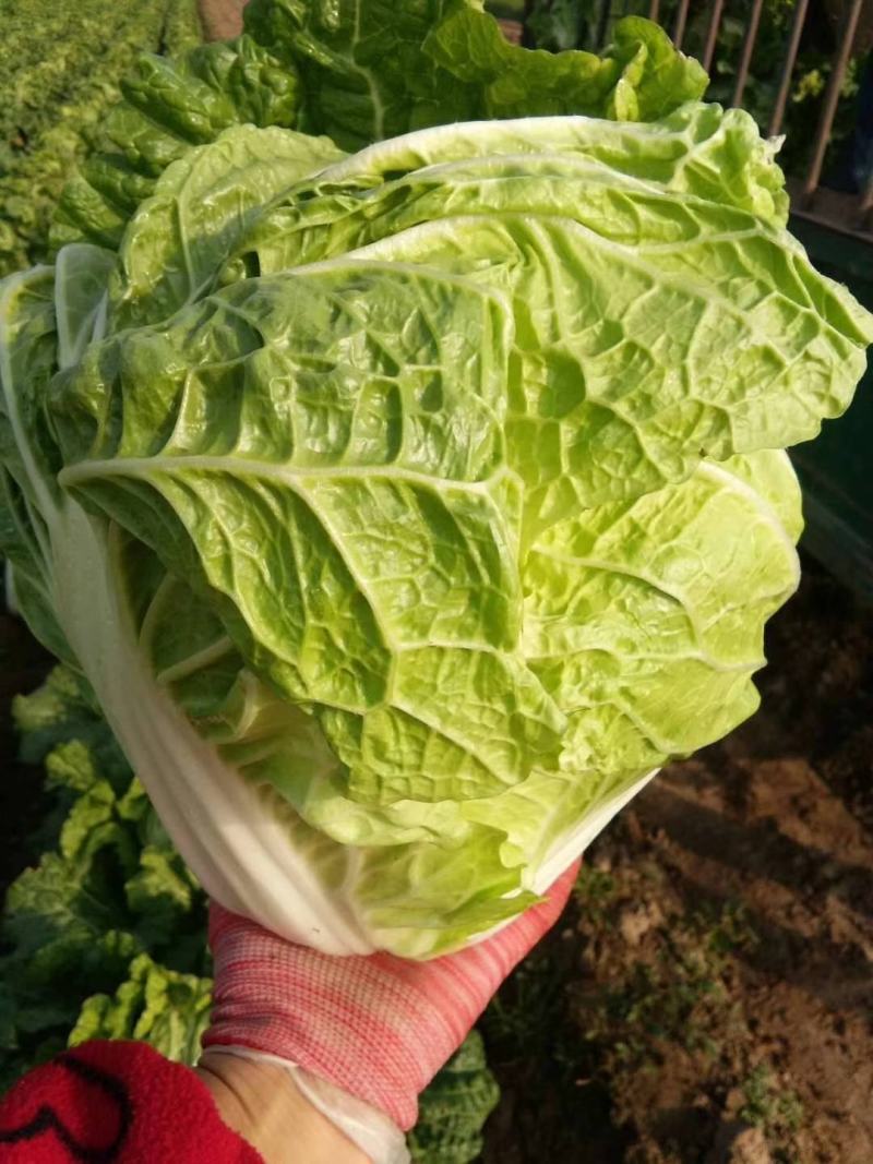 优质夏阳白菜大白菜万亩产地直发商超品质一手货源