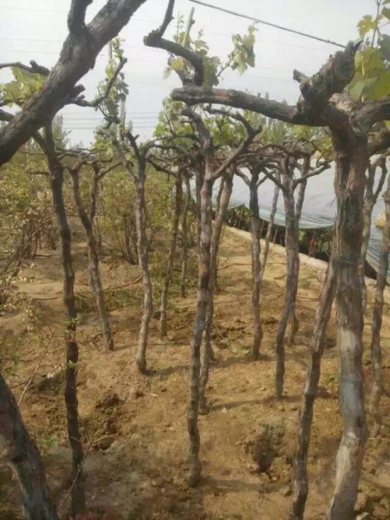 葡萄巨峰，玫瑰香，红提，绿提，金手指，浪漫红颜基地直发