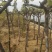 夏黑葡萄树苗糖度18好管理基地直发现挖先发