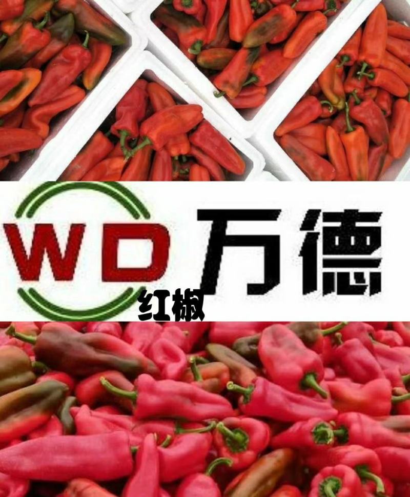 红泡椒种子，抗病毒，果型大16-17厘米