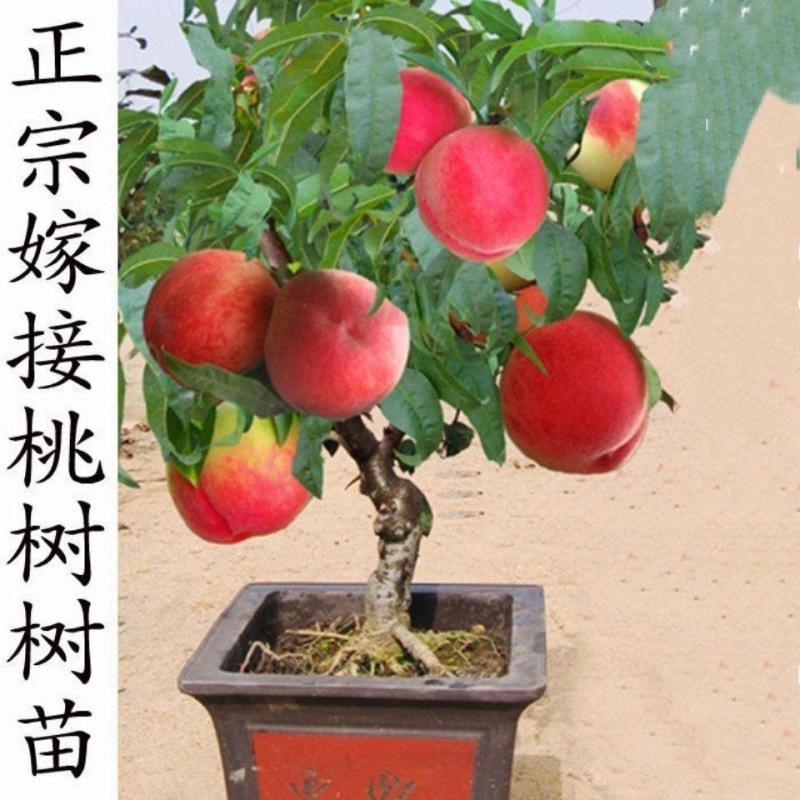中华寿桃树苗特大嫁接早晚熟桃树苗南北方种植盆地栽当年结果
