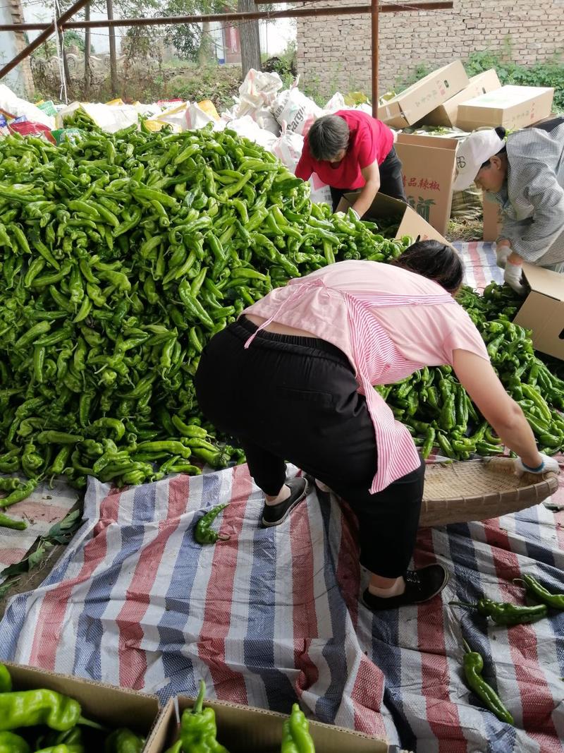 泡椒，精品301大量上市中，产地直供，货源充足，质优价廉
