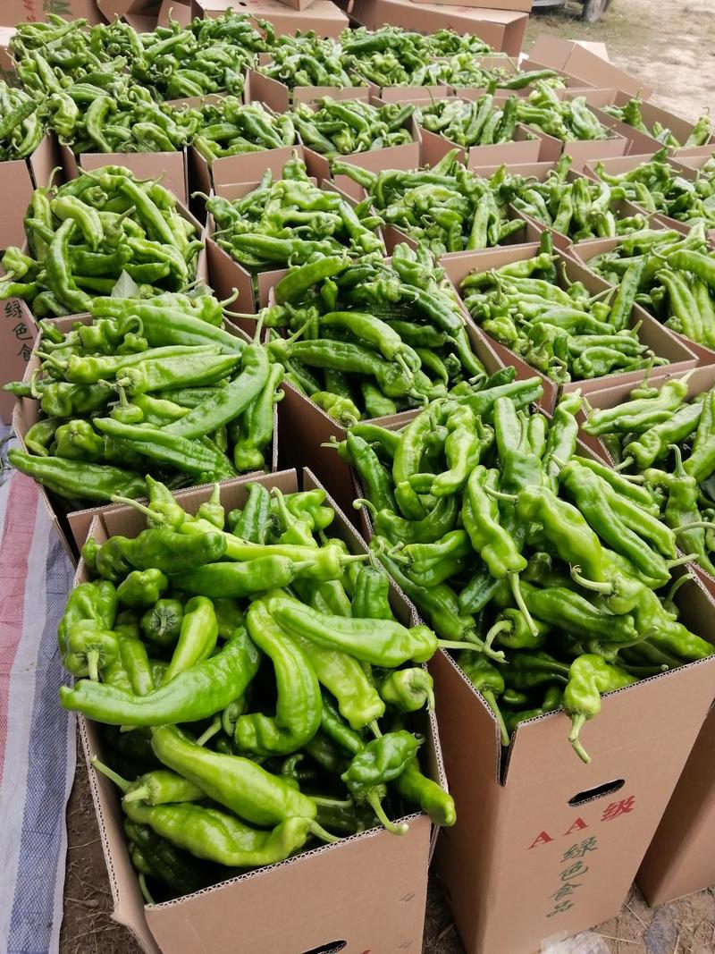 泡椒，精品301大量上市中，产地直供，货源充足，质优价廉