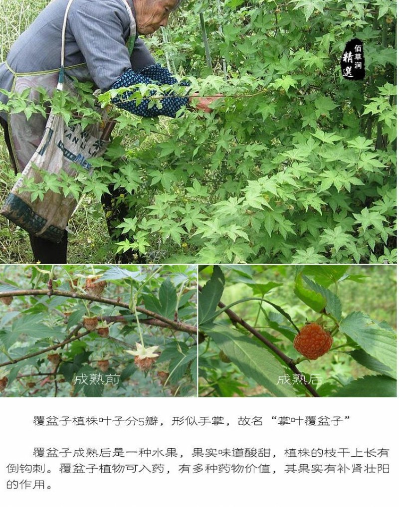 覆盆子中药材野生小粒覆盆子干果