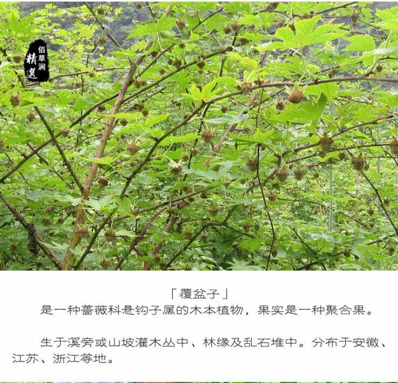 覆盆子中药材野生小粒覆盆子干果