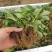 【爆品】2代香蕉草莓苗改良新品划草莓新时代来临包邮