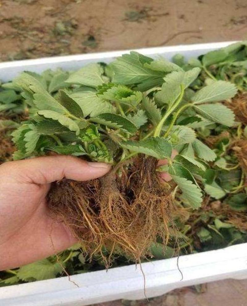 【爆品】2代香蕉草莓苗改良新品划草莓新时代来临包邮