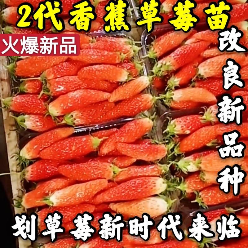 【爆品】2代香蕉草莓苗改良新品划草莓新时代来临包邮