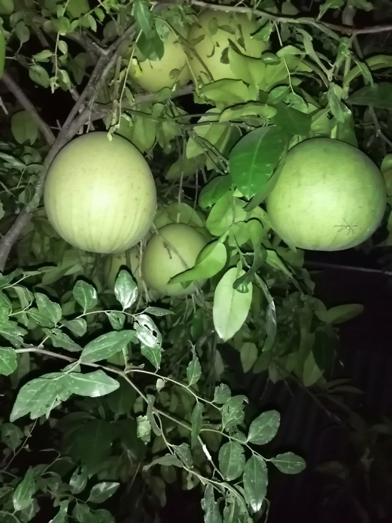 正宗嫁接福建冠溪蜜柚苗（白肉），一年苗！泥浆保湿，薄膜包