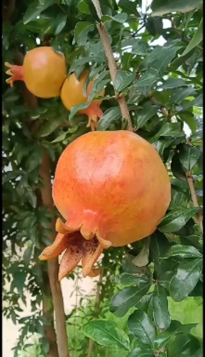 风味浓甜抗晚霜的油蟠桃苗-早熟桃品种系列