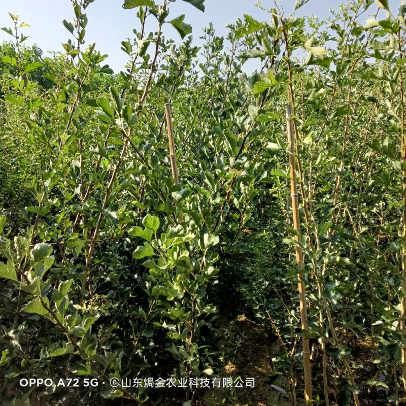 风味浓甜抗晚霜的油蟠桃苗-早熟桃品种系列