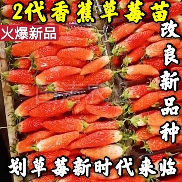 【爆品】2代香蕉草莓苗划草莓新时代来临一代脱毒包邮