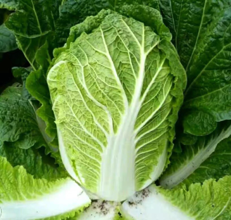 白菜东北白菜现已大量上市基地种植货源充足量大从优