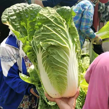 白菜东北白菜现已大量上市基地种植货源充足量大从优