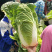 白菜东北白菜现已大量上市基地种植货源充足量大从优