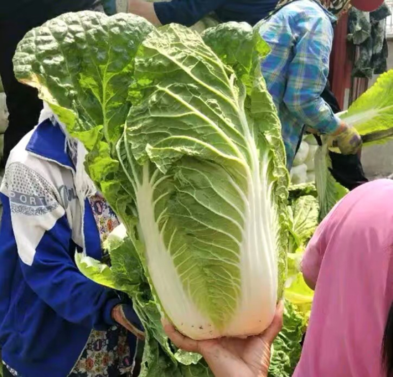 白菜东北白菜现已大量上市基地种植货源充足量大从优