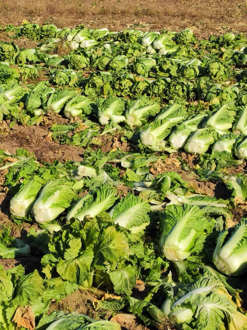 白菜东北白菜现已大量上市基地种植货源充足量大从优