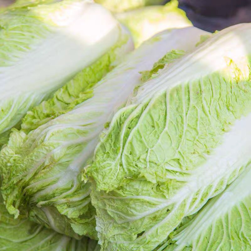 白菜东北白菜现已大量上市基地种植货源充足量大从优