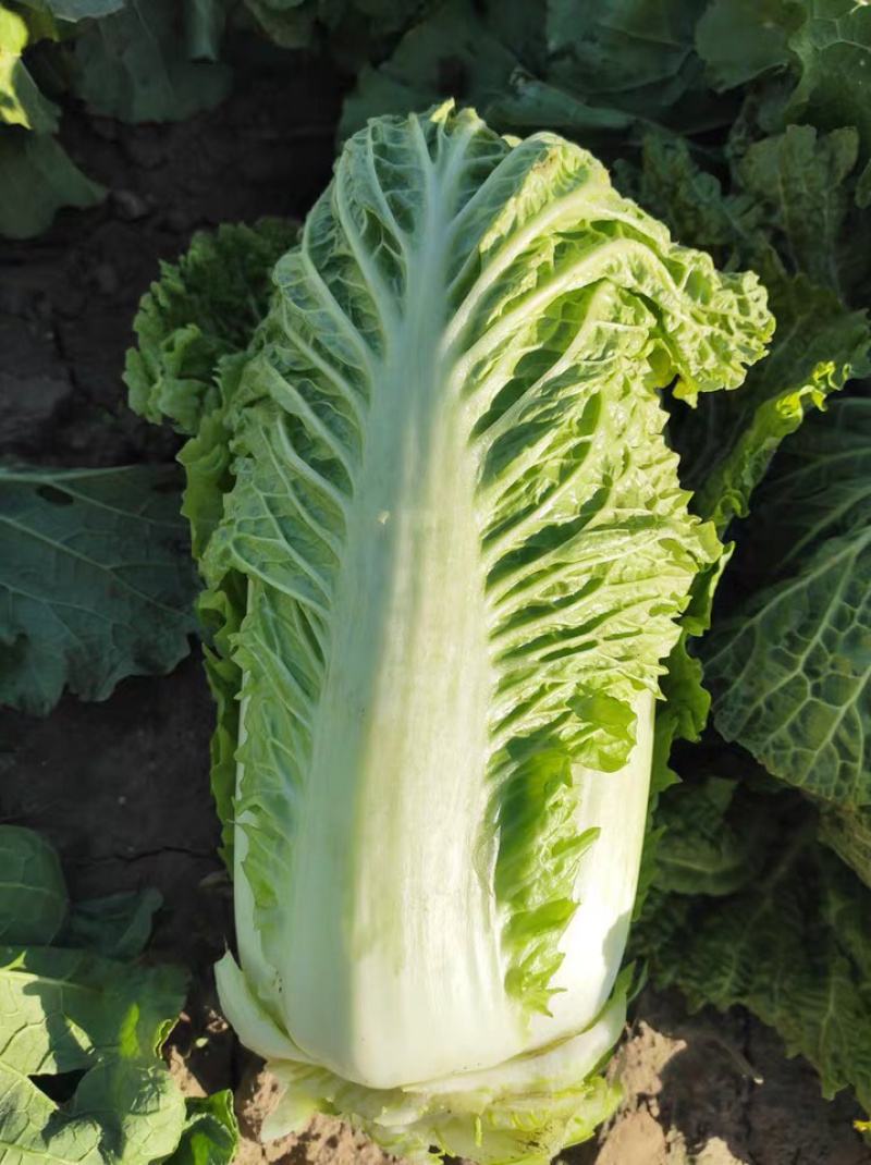白菜东北白菜现已大量上市基地种植货源充足量大从优