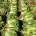 白菜东北白菜现已大量上市基地种植货源充足量大从优