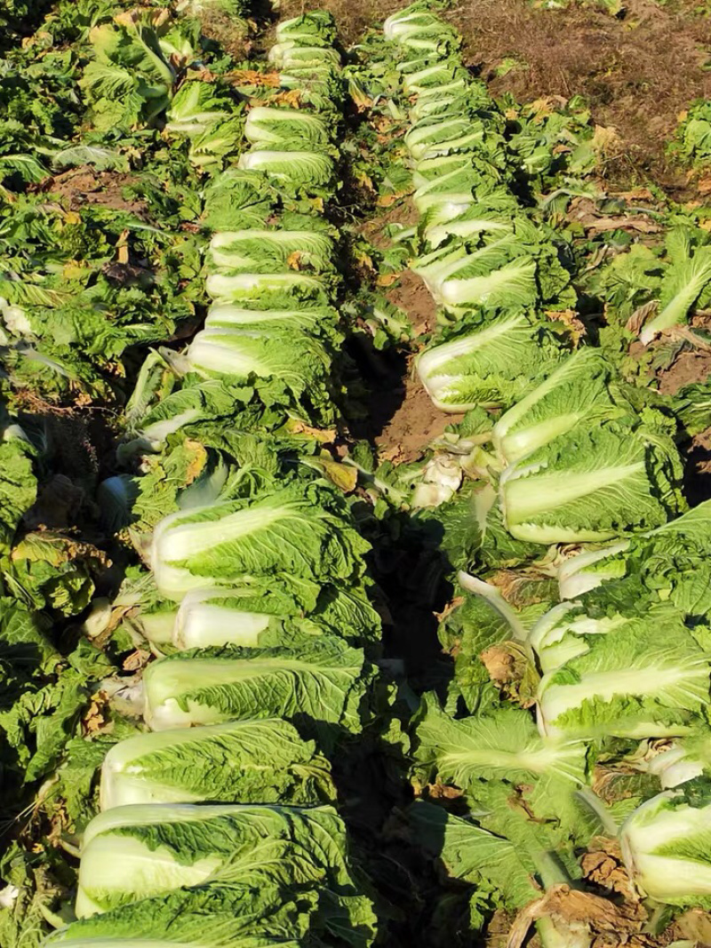 白菜东北白菜现已大量上市基地种植货源充足量大从优