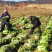 白菜东北白菜现已大量上市基地种植货源充足量大从优