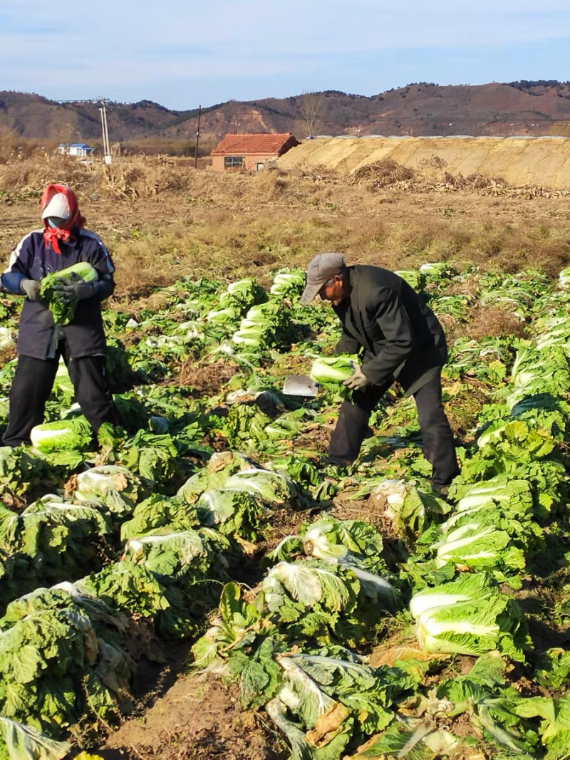 白菜东北白菜现已大量上市基地种植货源充足量大从优