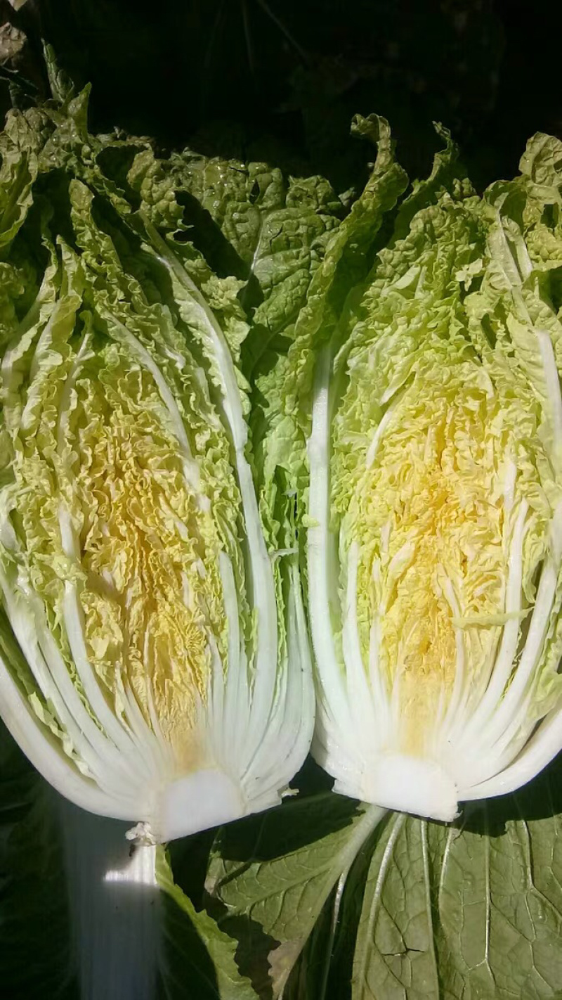 白菜东北白菜现已大量上市基地种植货源充足量大从优