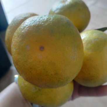 大量出售特早蜜橘蜜柚出售。