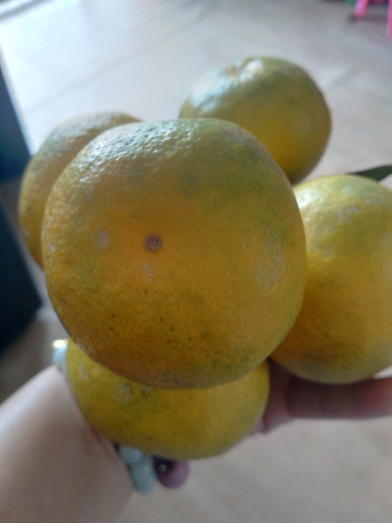 大量出售特早蜜橘蜜柚出售。